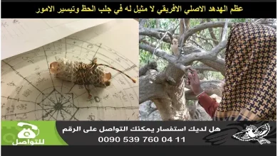عظم الهدهد الاصلي