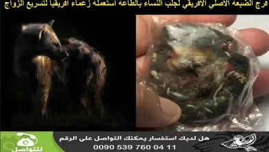 فرج الضبعة الاصلي الافريقي